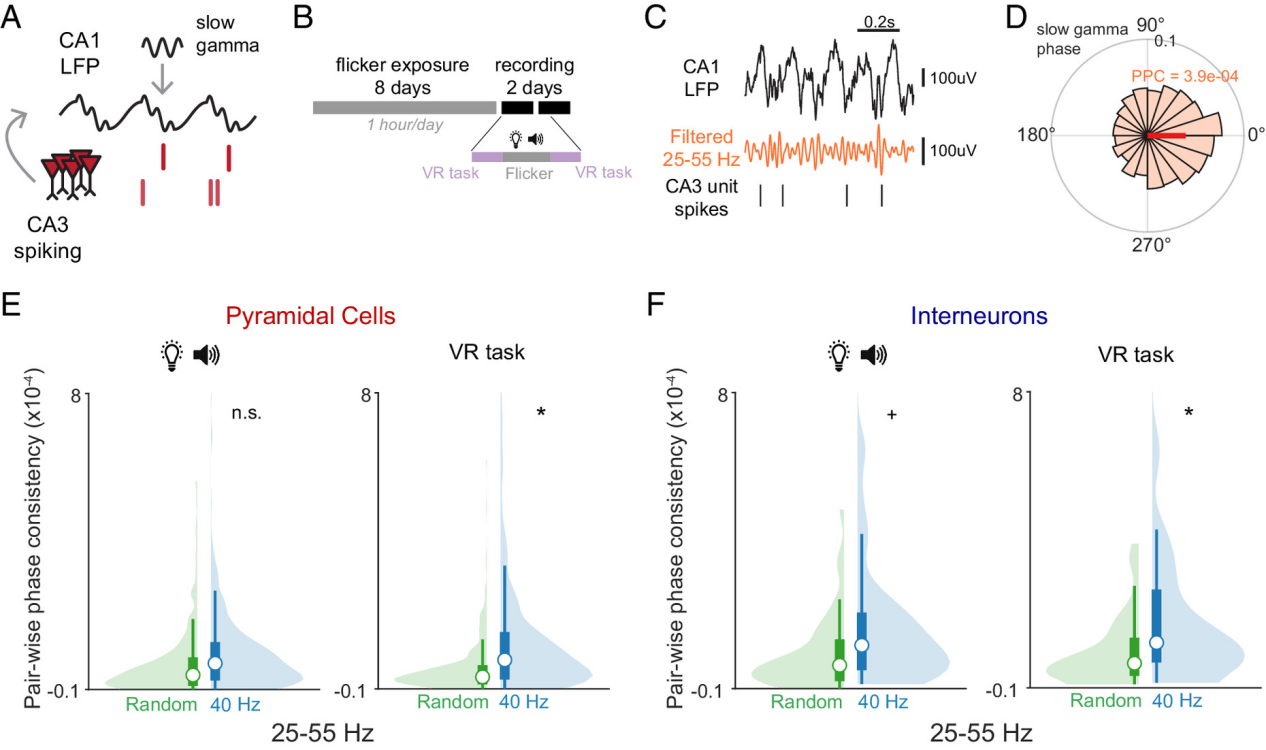 How Benadryl Affects the Aging Brain?