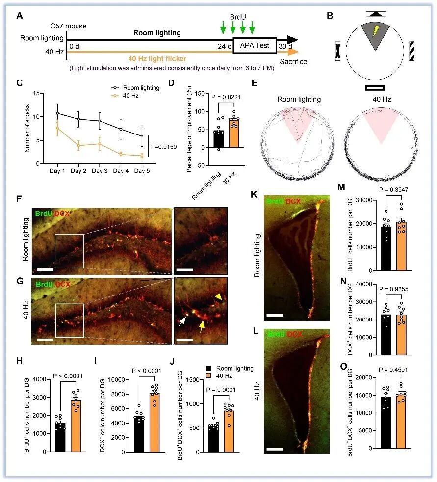 How Benadryl Affects the Aging Brain?