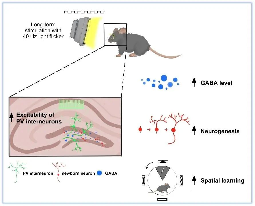 How Benadryl Affects the Aging Brain?