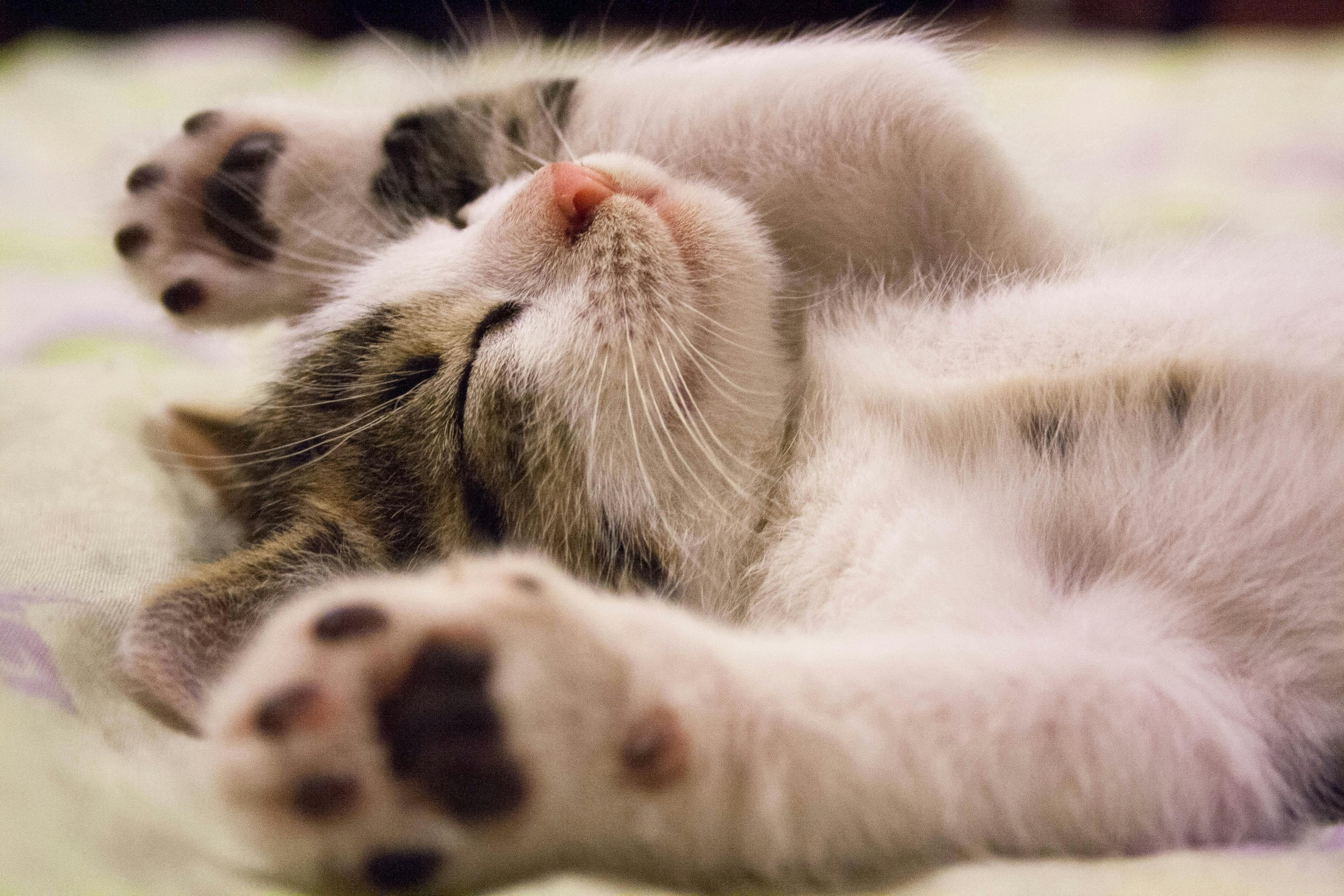 Sleep and Alzheimer’s: The Missing Link