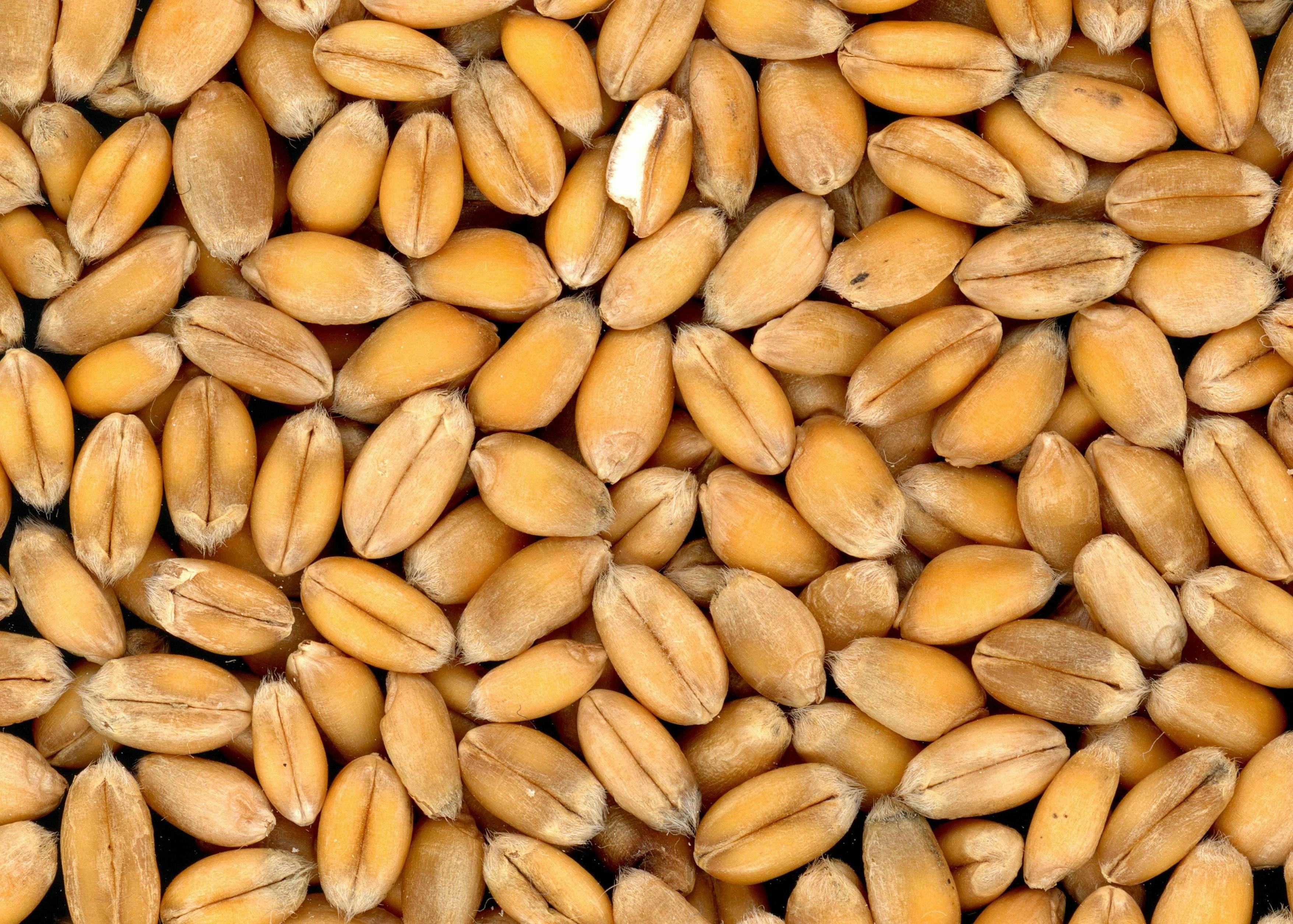 Foods to Improve Alzheimer's Disease-Whole Grains