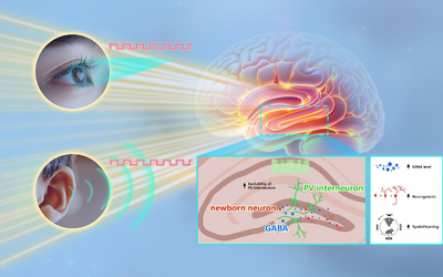 Closing Your Eyes and Still "Seeing" 40 Hz: Visual Stimulation During Sleep Successfully Evokes Gamma Brain Activity