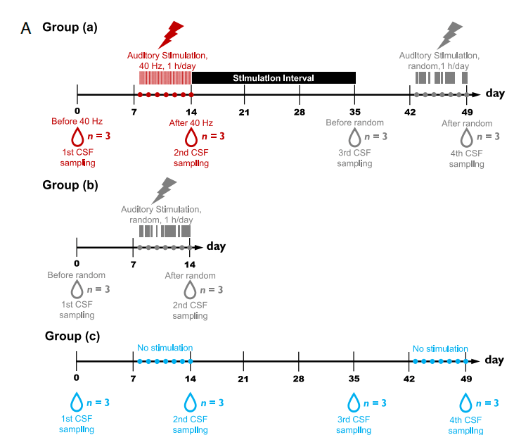 40Hz Auditory Stimulation for Alzheimer's Disease: First Evidence of Long-Term Efficacy in an Aged Primate Model - ZenWave Precision 40Hz