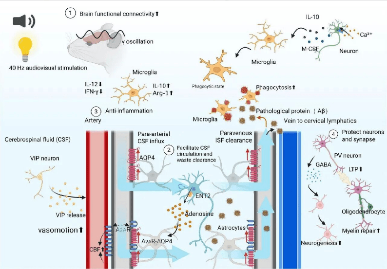 40Hz: How a Single Frequency Is Reshaping the Treatment of Brain Disorders - ZenWave Precision 40Hz