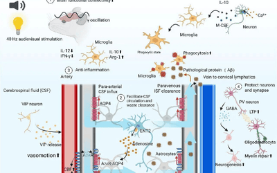 40Hz: How a Single Frequency Is Reshaping the Treatment of Brain Disorders