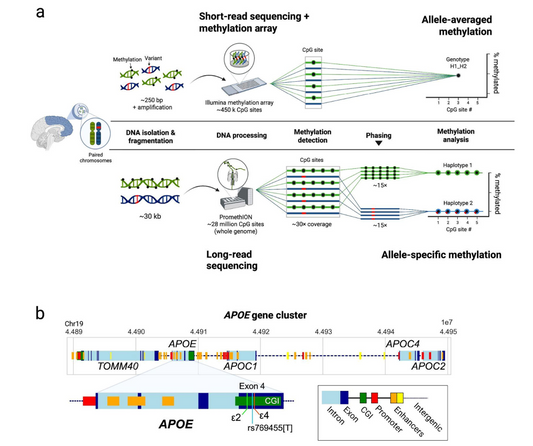 Long-Read Sequencing Reveals Novel Epigenetic Mechanisms in Alzheimer’s Disease
