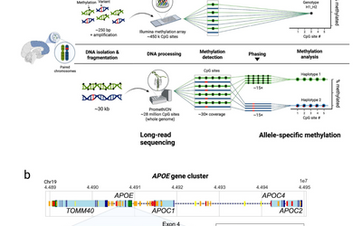 Long-Read Sequencing Reveals Novel Epigenetic Mechanisms in Alzheimer’s Disease