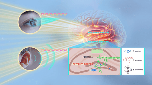 Closing Your Eyes and Still "Seeing" 40 Hz: Visual Stimulation During Sleep Successfully Evokes Gamma Brain Activity - ZenWave Precision 40Hz