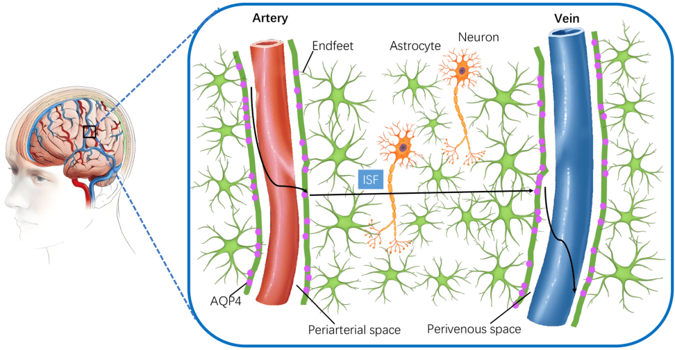 How Does 40 Hz Multisensory Stimulation 