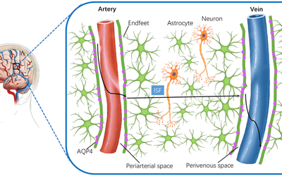 How Does 40 Hz Multisensory Stimulation "Wash" the Brain? A Novel Mechanism of Glymphatic Clearance of Amyloid Beta