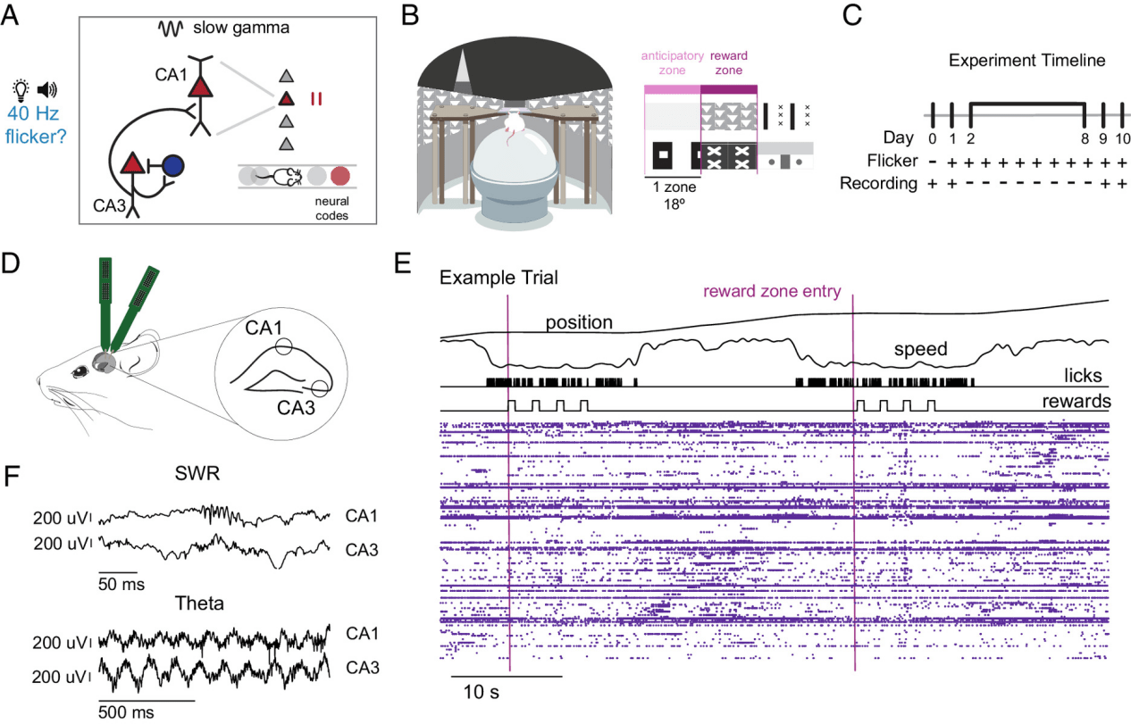 How Does 40Hz Sensory Stimulation Improve Spatial Navigation in Alzheimer's Model Mice? - ZenWave Precision 40Hz