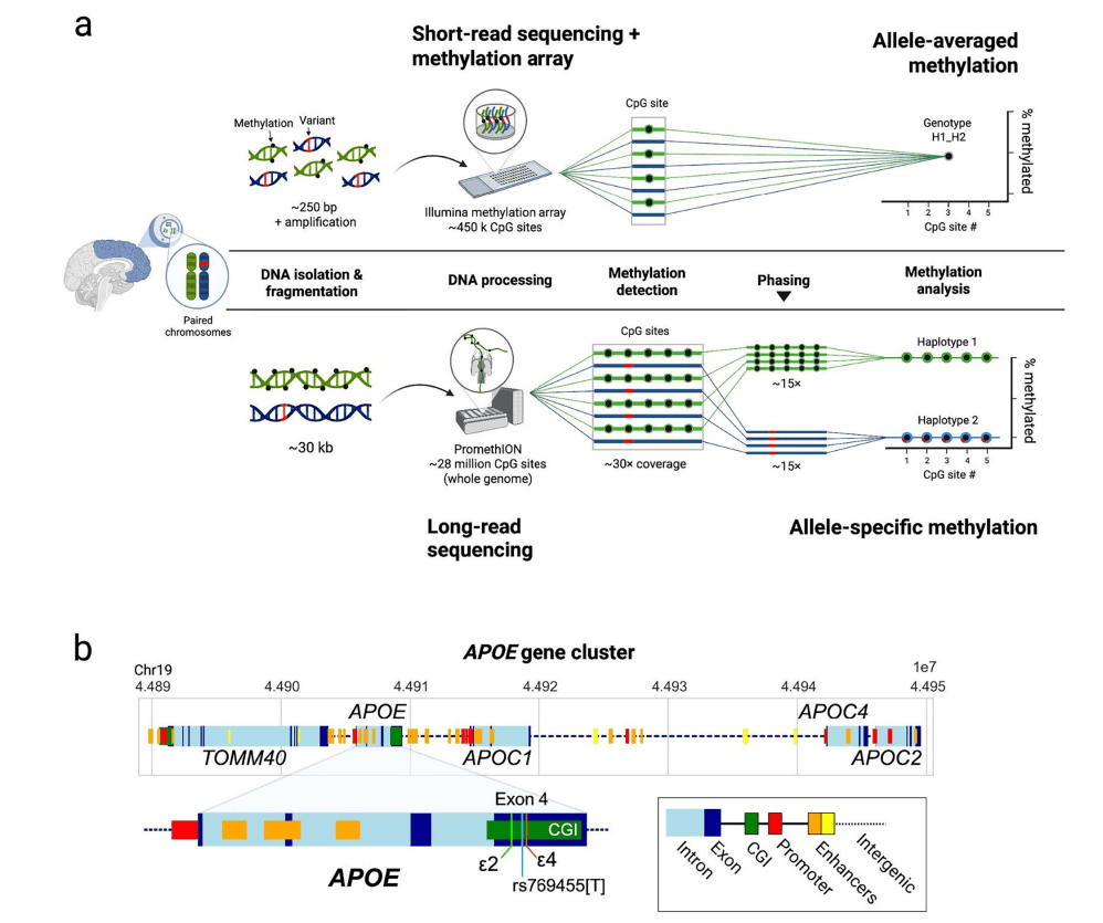 Long-Read Sequencing Reveals Novel Epigenetic Mechanisms in Alzheimer’s Disease - ZenWave Precision 40Hz