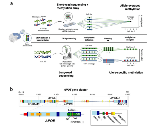 Long-Read Sequencing Reveals Novel Epigenetic Mechanisms in Alzheimer’s Disease - ZenWave Precision 40Hz