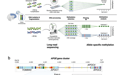 Long-Read Sequencing Reveals Novel Epigenetic Mechanisms in Alzheimer’s Disease