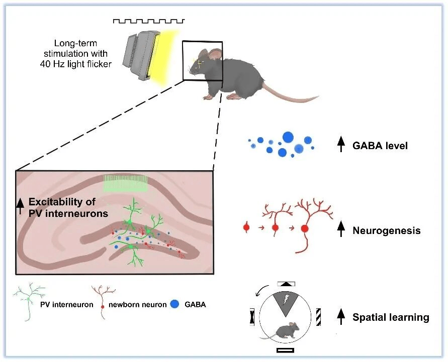 New Alzheimer's Therapy? Sustained 40Hz Flickering Light Stimulation Promotes Brain Neurogenesis - ZenWave Precision 40Hz