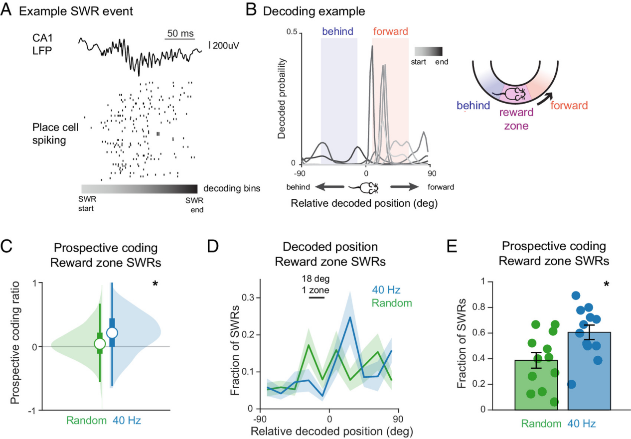 How Benadryl Affects the Aging Brain?